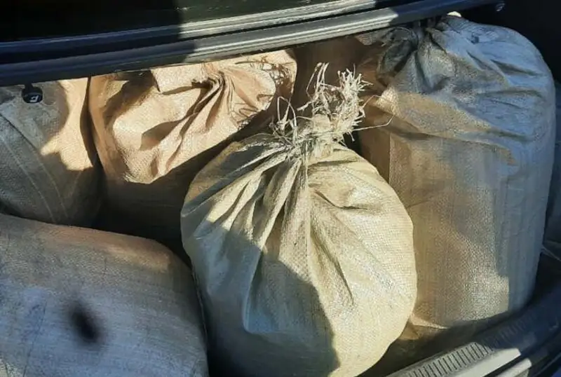 Десять мешков с марихуаной обнаружили в авто кызылординца