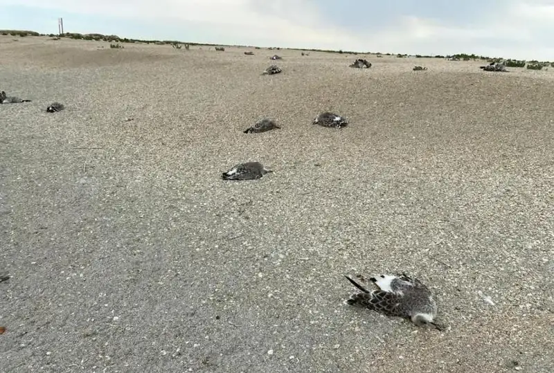 Охота приостановлена в Атырауской области из-за массовой гибели чаек