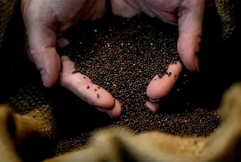 Дефицит горчицы начался во Франции из-за засухи