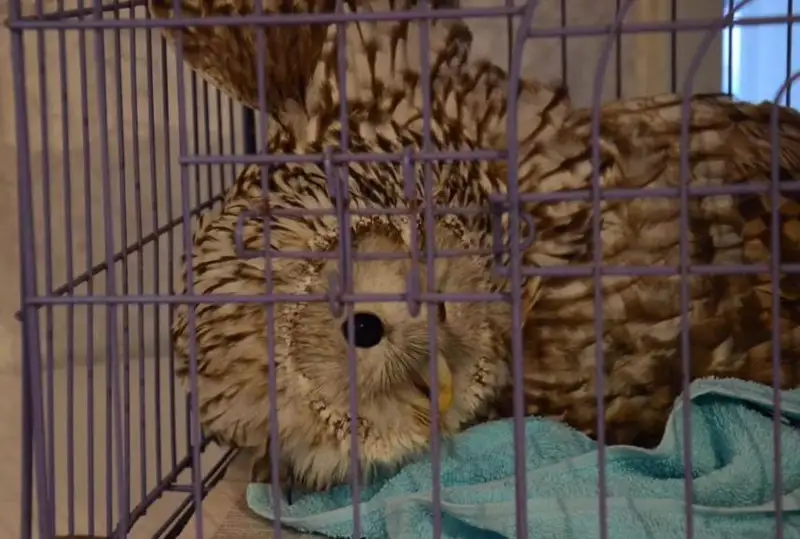 Краснокнижных птиц спасли в Костанайской области