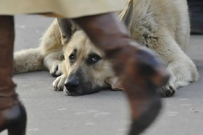 Алматинцы подняли проблему бродячих собак