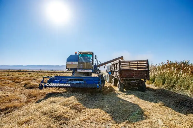 Намолочено 21,6 млн тонн зерна в бункерном весе - Минсельхоз РК