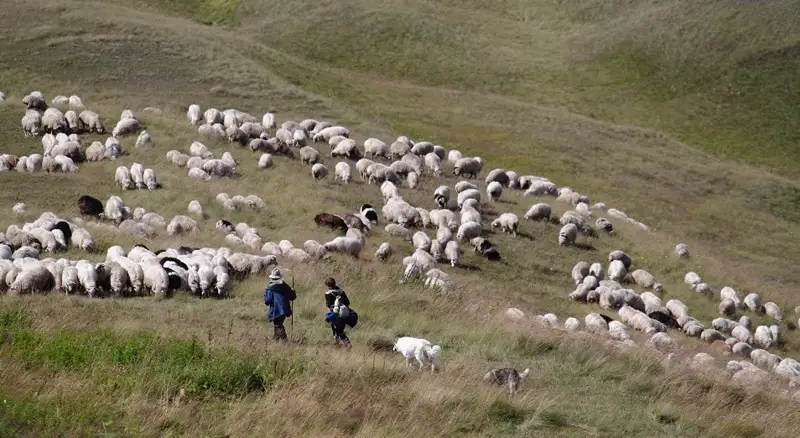 قازاقتىڭ قوي-ەشكىگە قاتىستى تىيىمدار مەن ىرىمدار