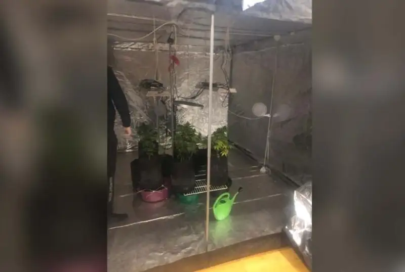 Фитолабораторию по производству наркотиков ликвидировали в Кокшетау