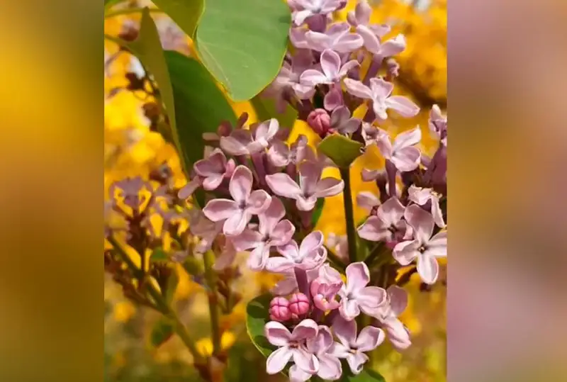 Впервые за историю наблюдений осенью зацвела сирень в Главном Ботаническом саду