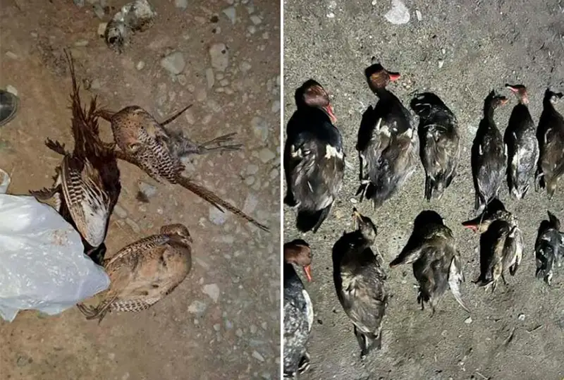 Группу браконьеров задержали в Кызылординской области