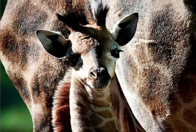 Детеныш жирафа родился в зоопарке Алматы