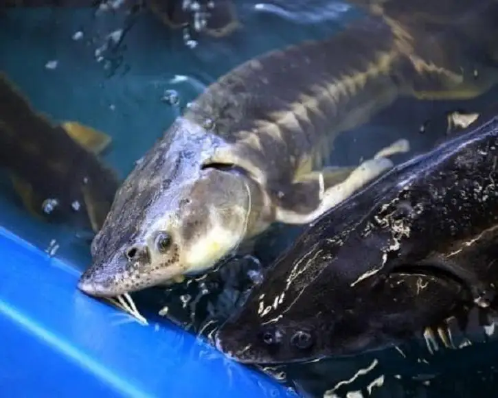 Субсидии на 10,5 млн тенге получат рыбоводы Мангистау