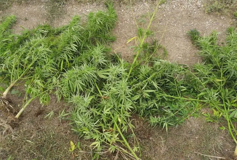 Акмолинец у себя в огороде выращивал коноплю