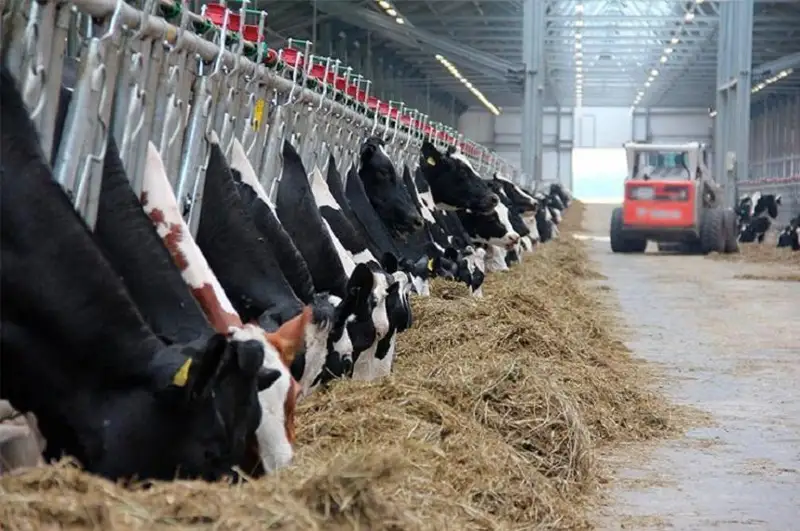 Производство продукции животноводства с начала года превысило 909 млрд тенге