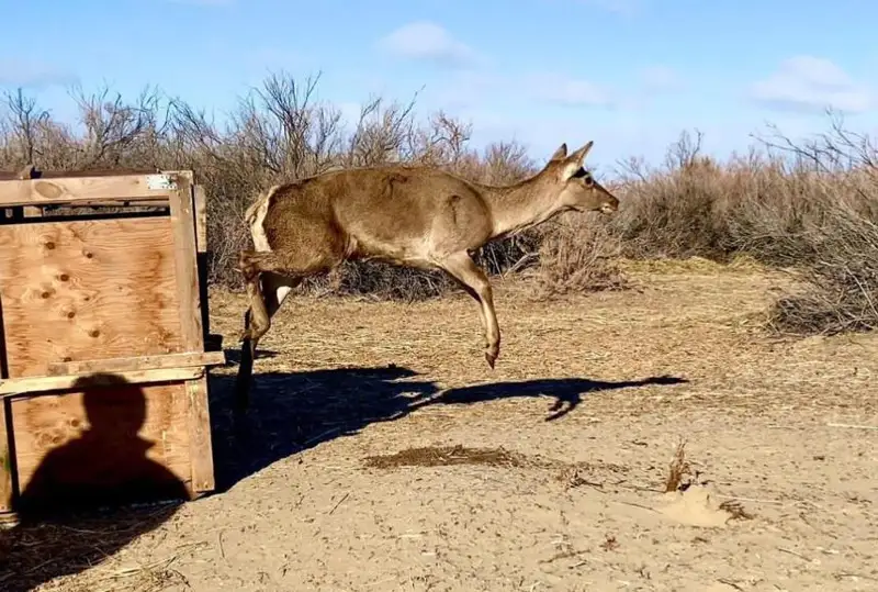 Впервые Иле-Балхашский резерват пополнился краснокнижными куланами