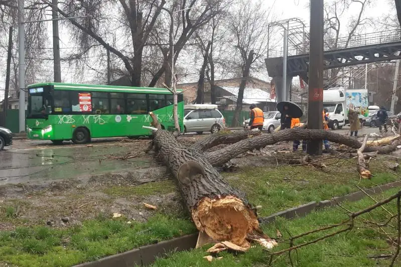 Последствия сильного ветра показали алматинцы