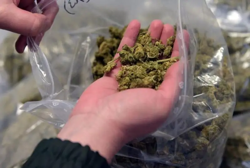 Около 200 кг марихуаны изъяли у оптовых поставщиков в Карагандинской области