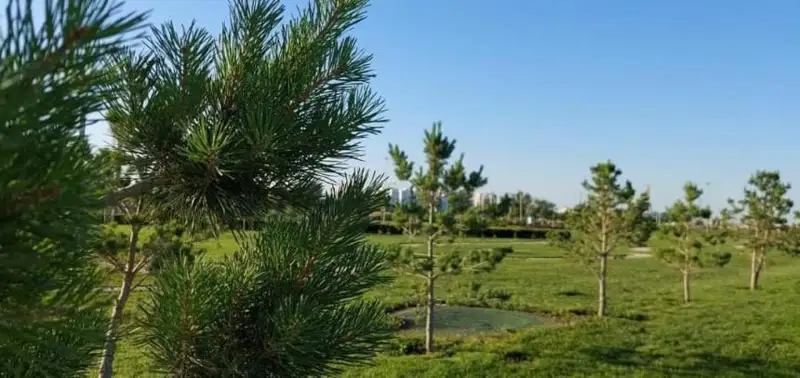 Около 14 тыс. га занимает зеленый пояс  вокруг Туркестана