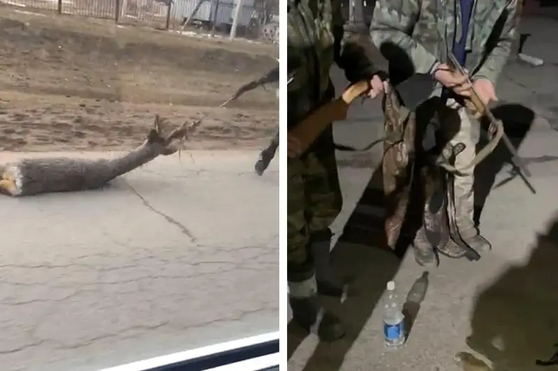 Браконьеры привязали тушу косули к хвосту лошади в Алматинской области