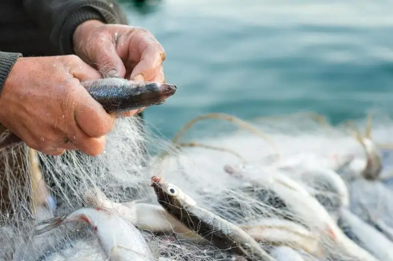 Около тонны рыбы выловили браконьеры в Актюбинской области