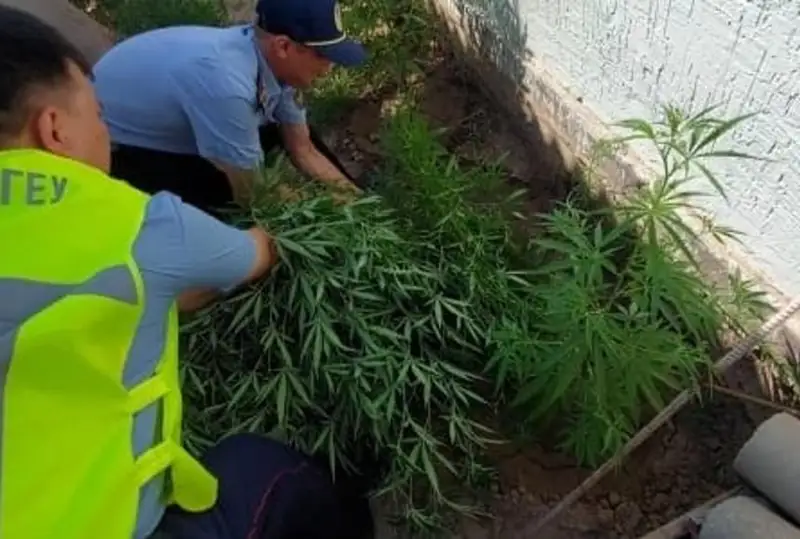 Около 30 кг конопли изъяли у жителя Туркестанской области