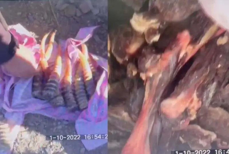 Мясо и рога сайгаков обнаружили в авто улытауские полицейские