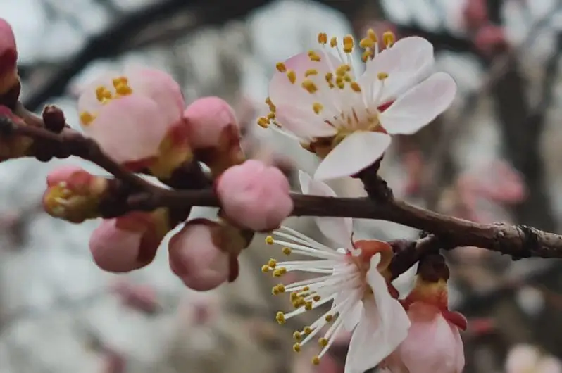 Сюрпризы погоды – зимняя весна в Таразе