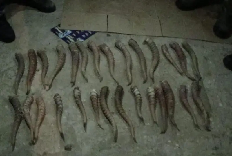 Рога сайгака изъяли у жителя Аркалыка