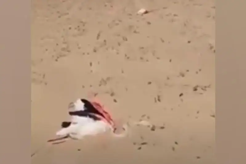 Специалисты не смогли провести экспертизу туш погибших фламинго в Мангистау