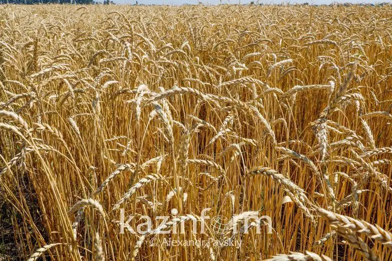 ىلعالدى كوپ قاجەت ەتەتىن داقىلدار الاڭدارى قىسقارتىلۋدا – ا ش م