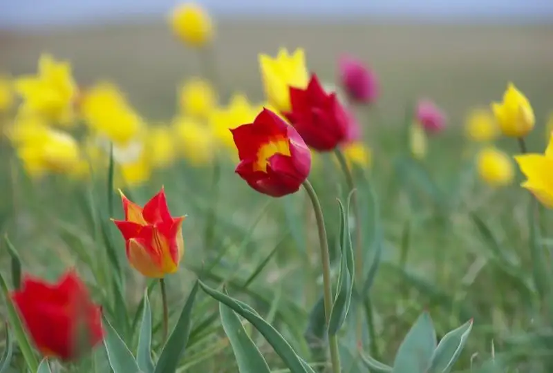 Краснокнижные тюльпаны расцвели в Наурзумском заповеднике