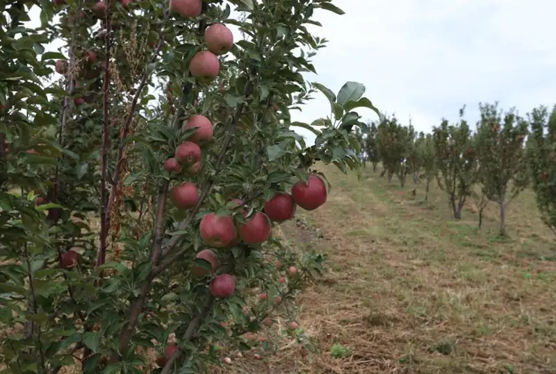 Мать всех яблонь - Сиверса произрастает в Жетысуской области