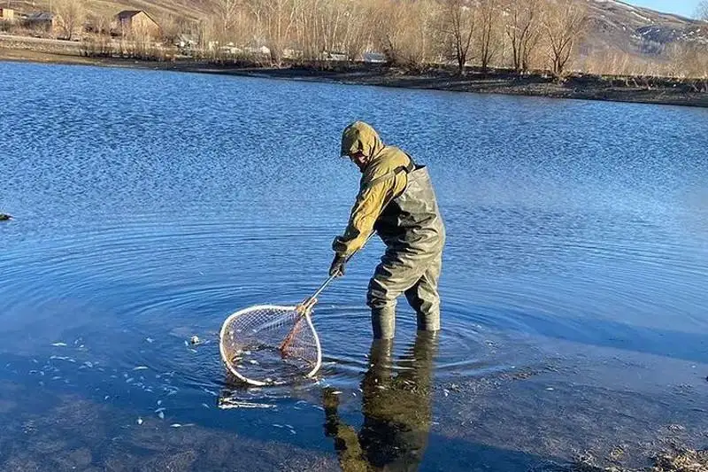 Массовую гибель рыб зафиксировали в ВКО