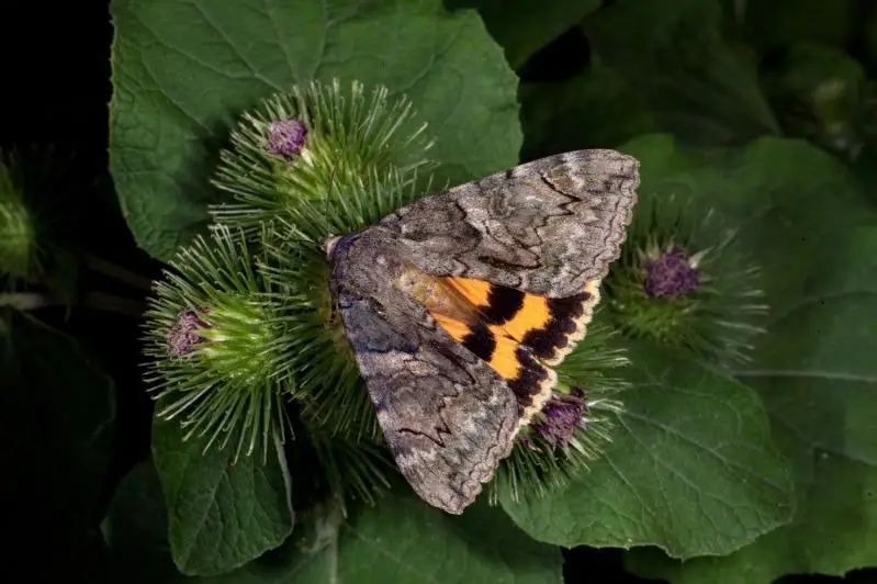 Нашествие бабочек плодожорок наблюдается в одном из районов Атырауской области