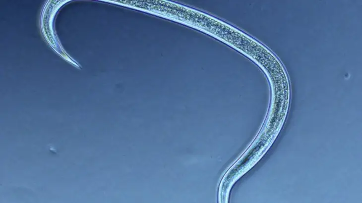 عالىمدار قاتەرلى ىسىكتى يىسىنەن انىقتايتىن جۇمىر قۇرتتاردى ءوسىرىپ شىعارماقشى