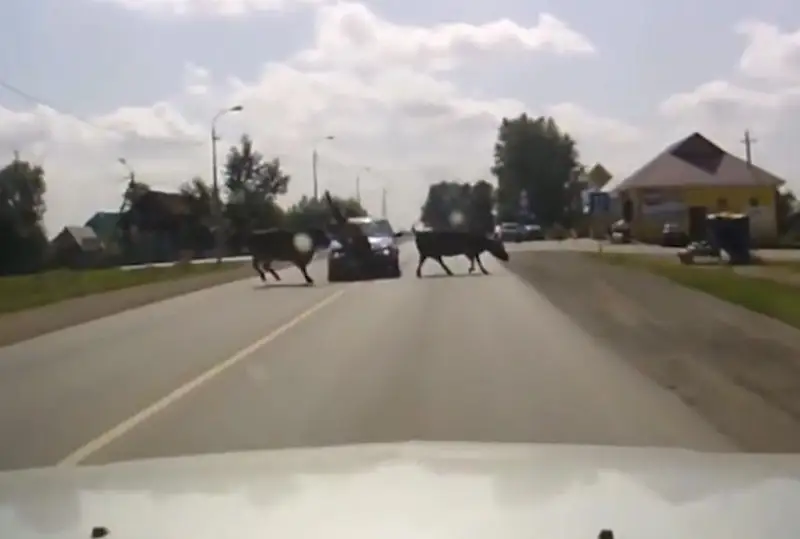 16 ДТП, гибель троих человек произошли из-за бродячего скота в Жамбылской области