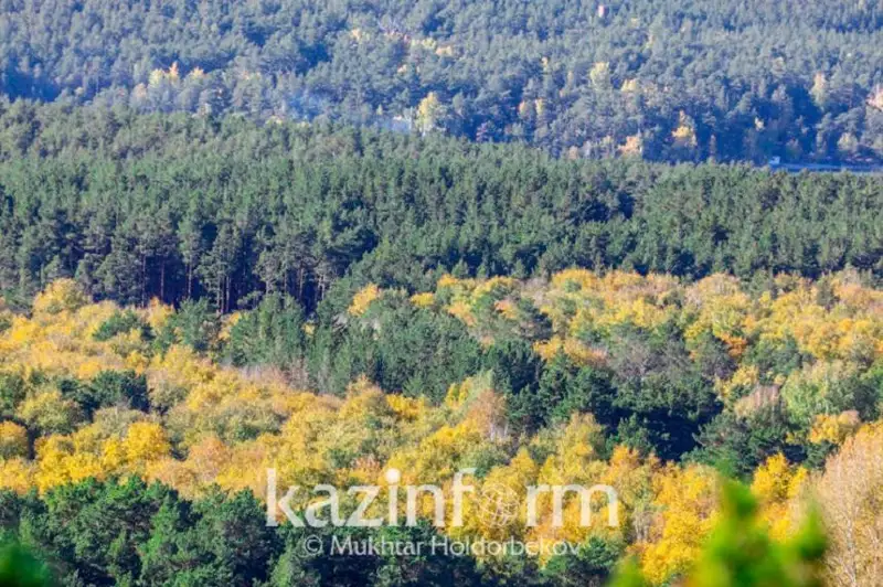 Регламенты пожарной охраны предусматриваются в законопроекте о растительном мире - Jibek Joly