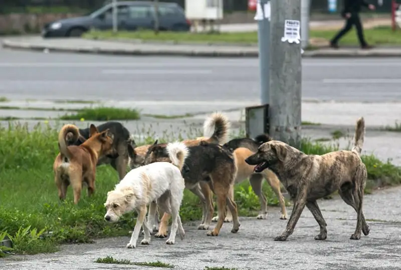 Aqtóbede ıt aýlaıtyn úsh top jumys istep jatyr
