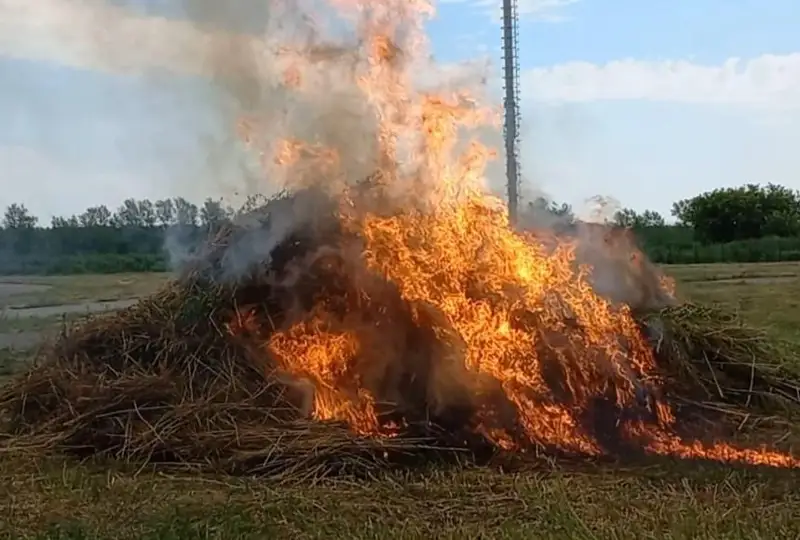 Плантацию дикорастущей конопли уничтожили в Костанае