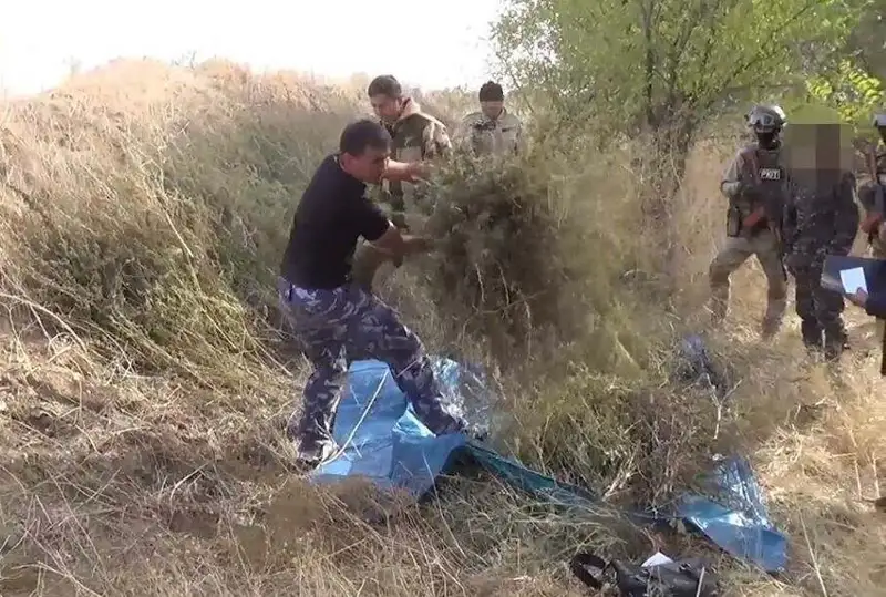 Свыше 38 кг каннабиса изъяли полицейские у жителя Шу