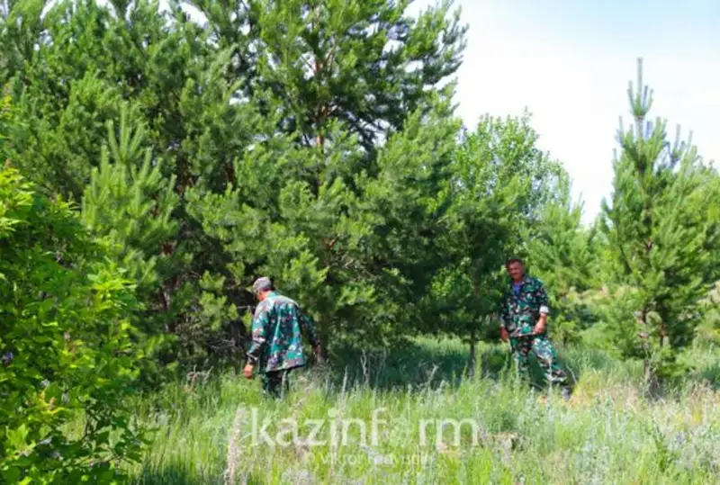 Цифровую систему раннего выявления пожаров установят в казахстанских лесах