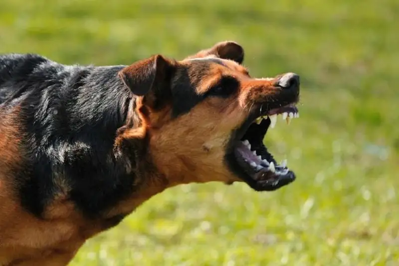 Более 1400 человек пострадали от укусов собак в Алматы