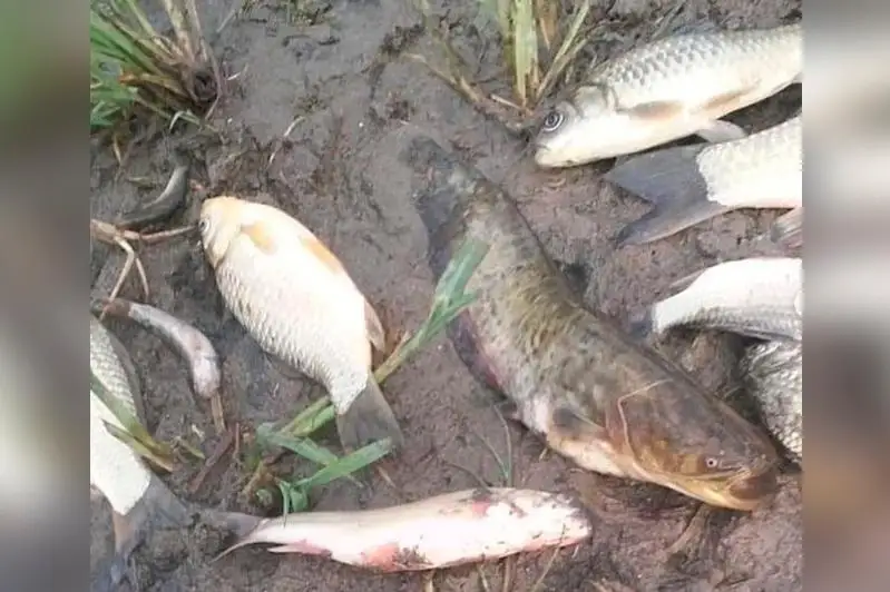 تالعار وزەنىندە بالىقتار جاپپاي قىرىلدى