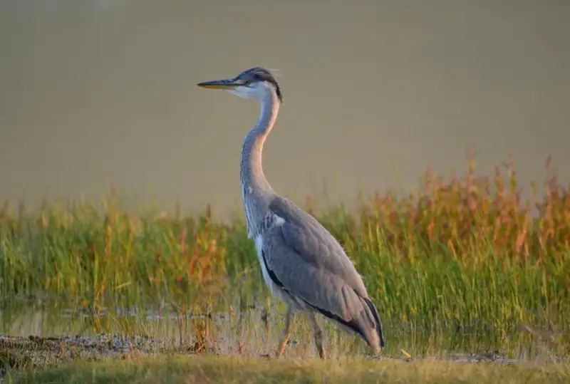 Попавшую в город цаплю спасали в Атырау