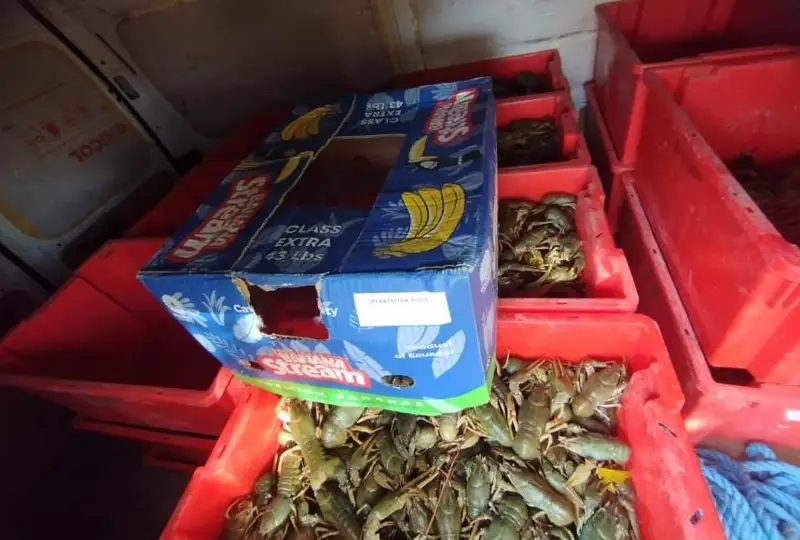 Свыше 360 кг раков незаконно перевозил житель ВКО