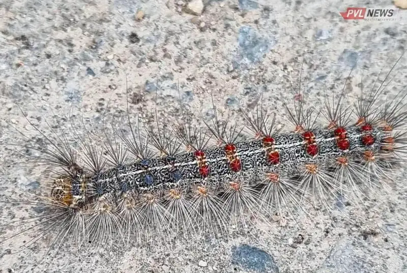 Нашествие гусениц шелкопряда зафиксировали в Павлодарской области