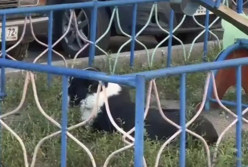 Алабай набросился на прохожих в Павлодаре: полиция применила табельное оружие