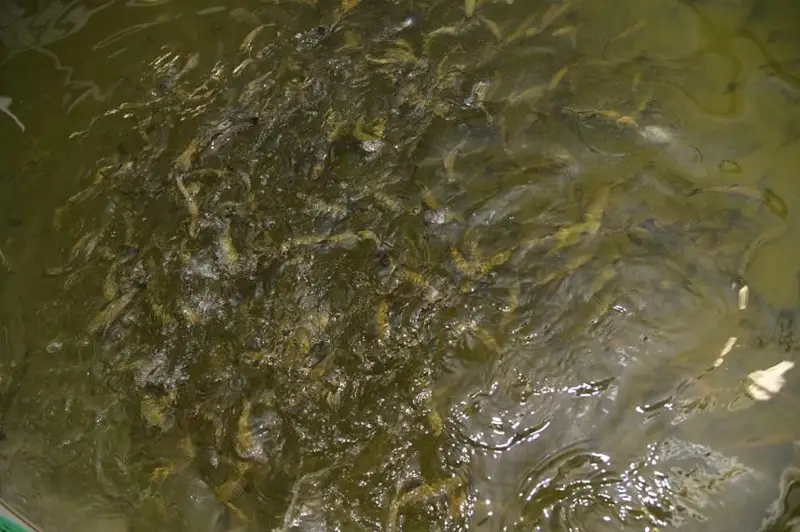 Радужную форель завезли из Франции для выращивания в Акмолинскую область