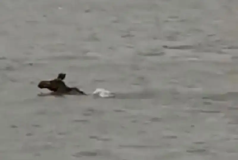 На видео попал переплывающий озеро Копа лось