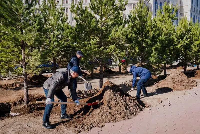 Около 90% высаживаемых в Нур-Султане деревьев приживается