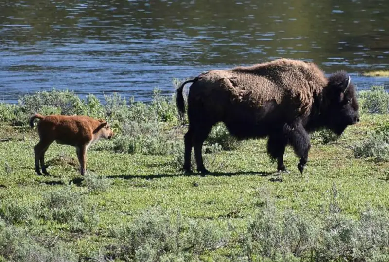 Бизон напал на женщину в Йеллоустоунском национальном парке в США