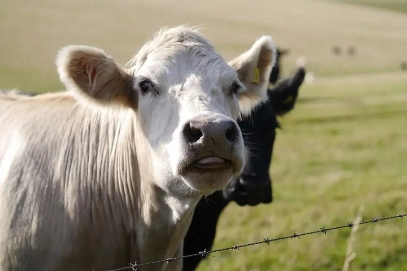 مال ۇرلىعى اۋىر قىلمىسقا جاتقىزىلۋى مۇمكىن