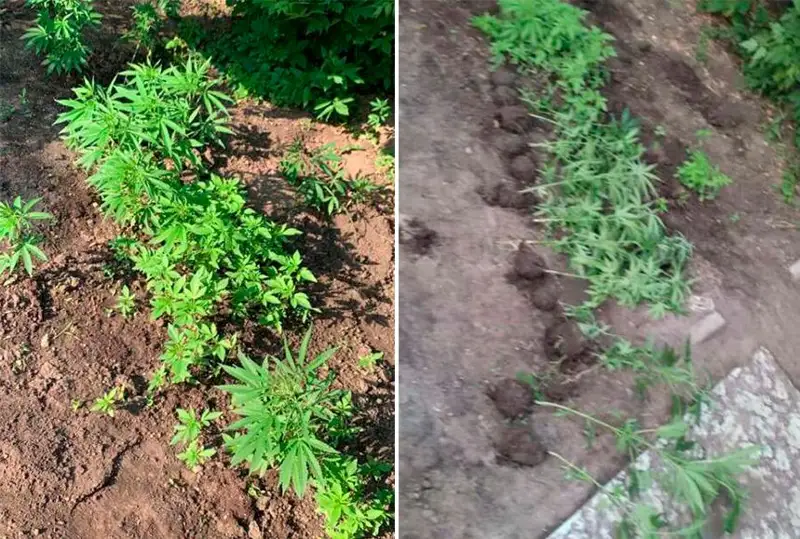 Два костанайца подозреваются в хранении наркотиков в особо крупном размере