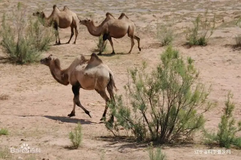 الەمدە سيرەك كەزدەسەتىن جابايى تۇيە اقساي اۋدانىندا مەكەندەيدى - شەتەلدەگى قازاق ءتىلدى ب ا ق- قا شولۋ